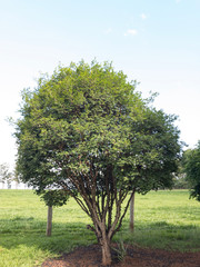 Fototapeta premium pé de jabuticaba