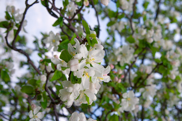 blooming apple tree in spring