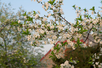 Blossom tree in the garden