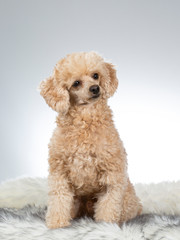 Apricot poodle portrait. Image taken in a studio.