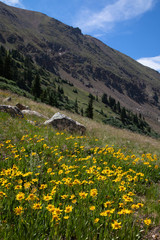Fototapeta na wymiar Yellow Flower Field