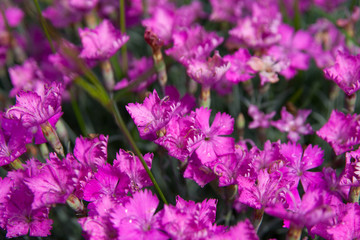 Fototapeta premium pink flowers in the garden