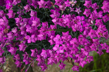 Obraz premium pink flowers in the garden