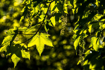 Die Abendsonne leuchtet durch die Blätter