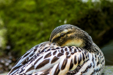 Ente im Portrait mit geöffnetem Auge
