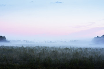Fototapeta na wymiar meadow on a misty autumn morning.