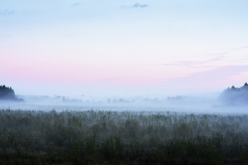 Fototapeta premium meadow on a misty autumn morning.