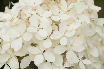 Close-up: beautiful petals of cream color hydrangea. Hydrangea is flowers, which never close. They are still open until late autumn. 