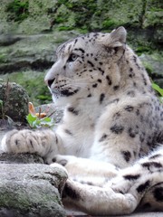 Schneeleopard