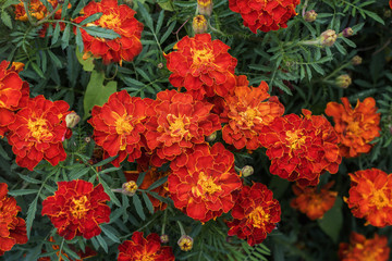 Close up of beautiful Marigold flower