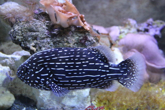 Poisson