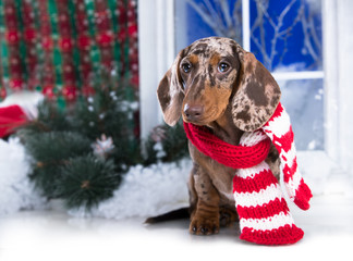 Puppy dachshund, New Year's puppy, Christmas dog..