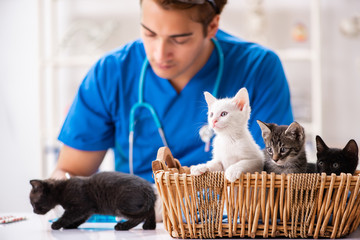 Vet doctor examining kittens in animal hospital