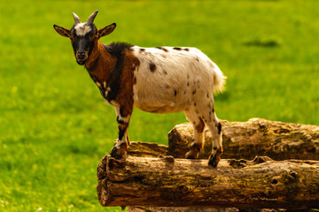 Goat standing on a rock © STORM INSIDE PHOTO