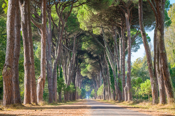 Scenic pine road in the Natural Park of Migliarino San Rossore Massaciuccoli. Province of Pisa, Tuscany, Italy. - obrazy, fototapety, plakaty