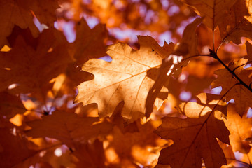 Naklejka na ściany i meble The oak tree in autumn