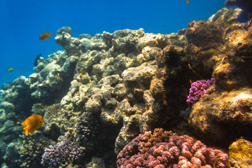 Naklejka na ściany i meble Coral reef of Red Sea with tropical fishes, Egypt