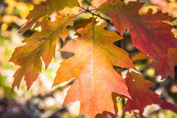 The oak tree in autumn
