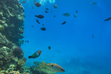 Coral reef of Red Sea with tropical fishes, Egypt