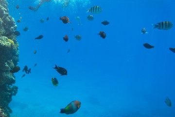 Naklejka na ściany i meble Coral reef of Red Sea with tropical fishes, Egypt