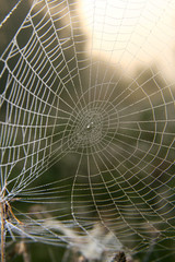 spider web with water drops
