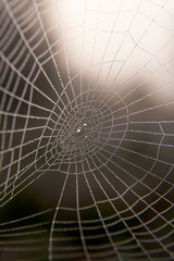 spider web with water drops of dew