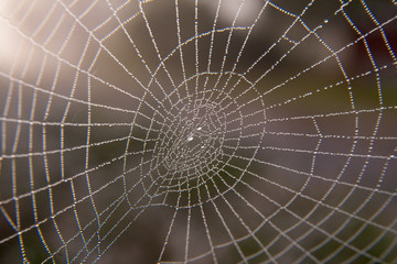 spider web with water drops of dew