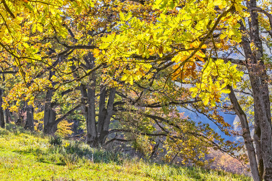 Oaks with yellow leaves in the autumn mountains, backlit