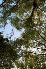 Willow Tree tops