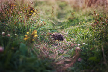 Hedgehog on green grass, hedgehog on nature