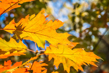 The oak tree in autumn