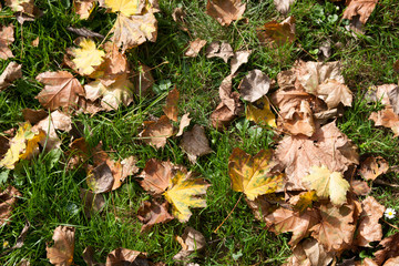 autumn leaves on grass
