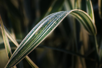 grass with twinkling rain-drops