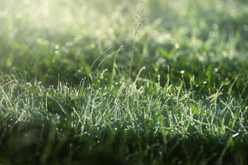 grass with twinkling rain-drops