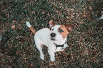 Jack Russel Terrier