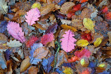 Colorful autumn leaves.