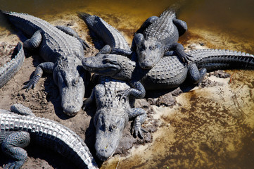 The captive alligators island the farm located in St. Augustine, Florida, USA