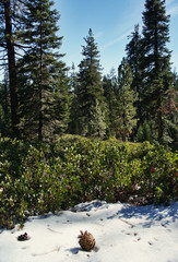 A scenic view on the pine forest in Sequoia National Park in California, USA. A single pine is lying in snow in the foreground.