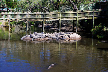 Fototapeta premium The captive alligators island the farm located in St. Augustine, Florida, USA