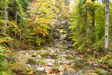 autumn in the forest