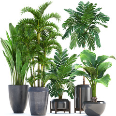 Collection Exotic plants in a pot on a white background