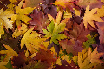 Colorful autumn leaves on the ground in the forest