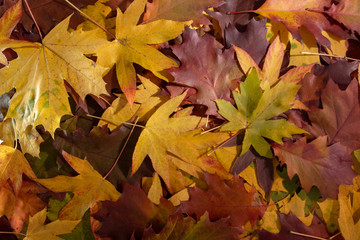 Colorful autumn leaves on the ground in the forest