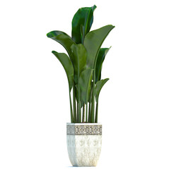 Banana palm in a pot on a white background	