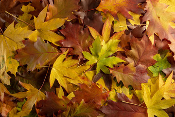 Colorful autumn leaves on the ground in the forest