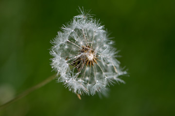 background with dandelion seeds after the rain