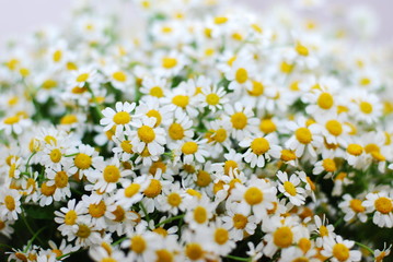 Daisy or chamomile summer flowers background