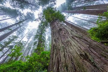 Huge sequoias on the background of the blue sky. Redwood national and state parks. California, USA