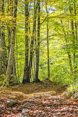 Fototapeta premium Picturesque path in the autumn forest
