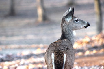 young buck looking away